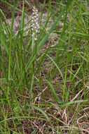 Image of Short spurred fragrant orchid