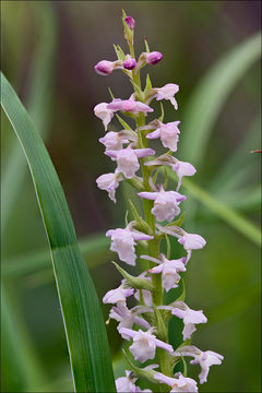 Image de Orchis odorant