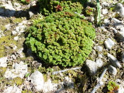 صورة Azolla filiculoides Lam.