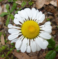 Image of Oxeye Daisy