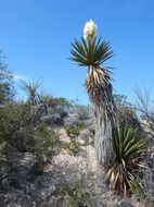 Image de Yucca faxoniana Sarg.