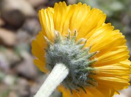 Image of desert marigold