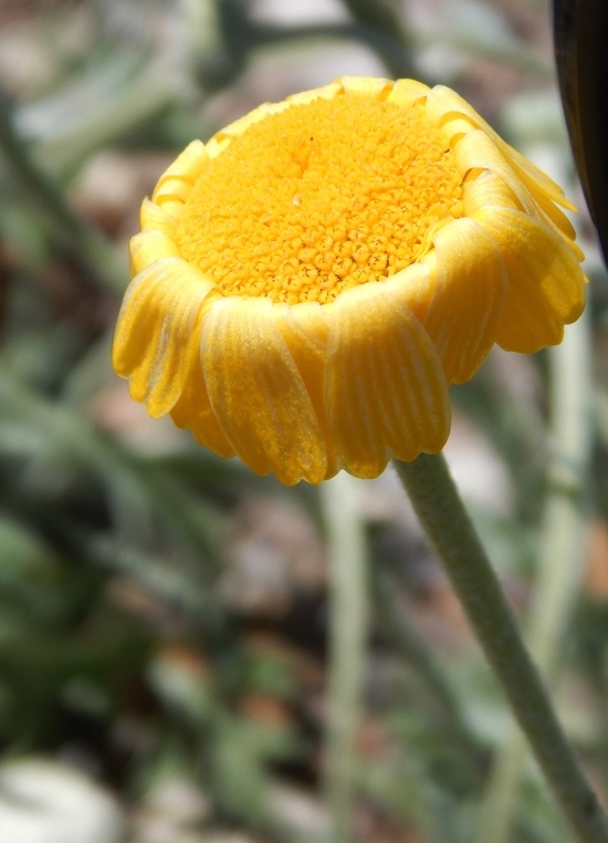 Image of desert marigold