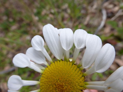 Image of Oxeye Daisy