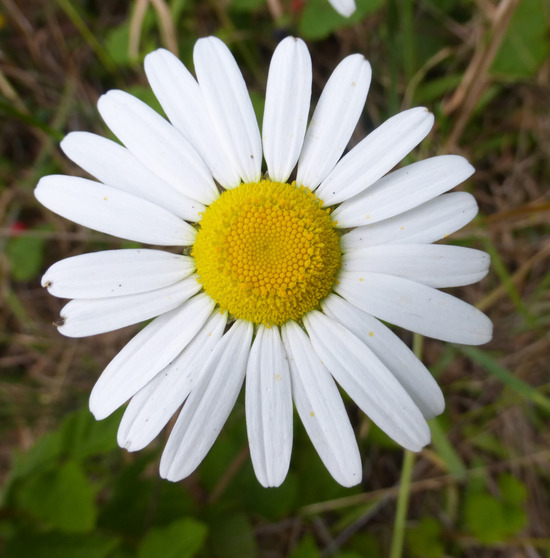 Image of Oxeye Daisy