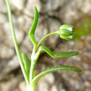 Image of stickystem pearlwort