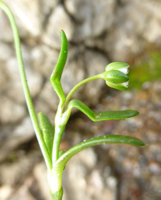 Image of stickystem pearlwort