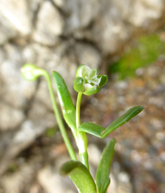 Image of stickystem pearlwort