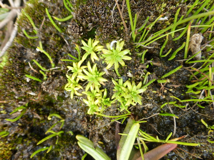 Image of stickystem pearlwort