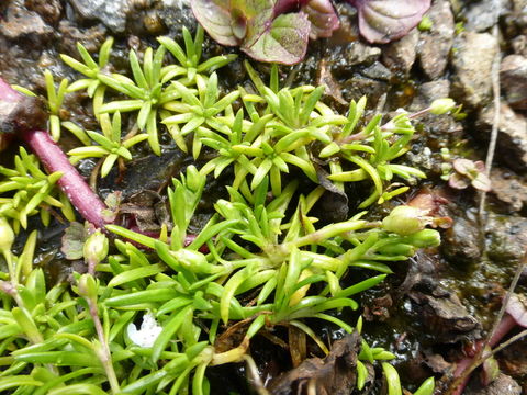 Image of stickystem pearlwort