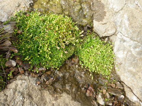 Image of stickystem pearlwort