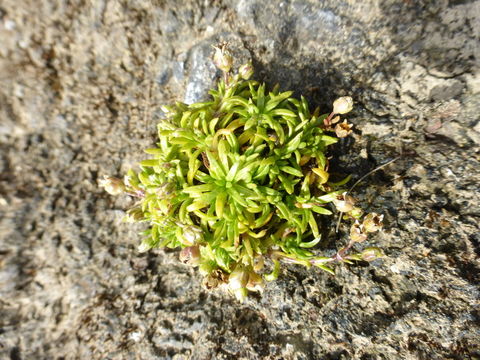 Image of stickystem pearlwort