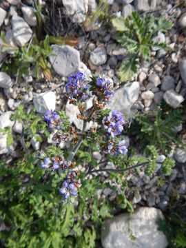 Image of Phacelia congesta (Dougl. ex Lehm.) Hook.