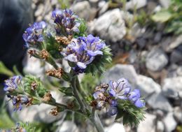 Image de Phacelia congesta (Dougl. ex Lehm.) Hook.