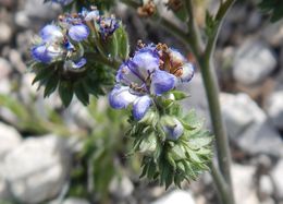 Image de Phacelia congesta (Dougl. ex Lehm.) Hook.