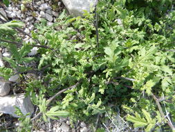 Image de Phacelia congesta (Dougl. ex Lehm.) Hook.