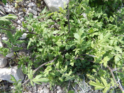 Image of Phacelia congesta (Dougl. ex Lehm.) Hook.