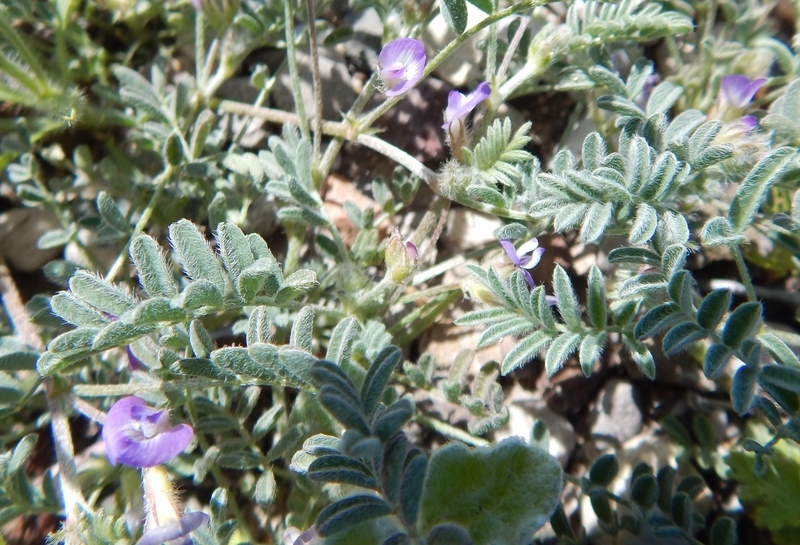 Image of Smallflowered Milkvetch