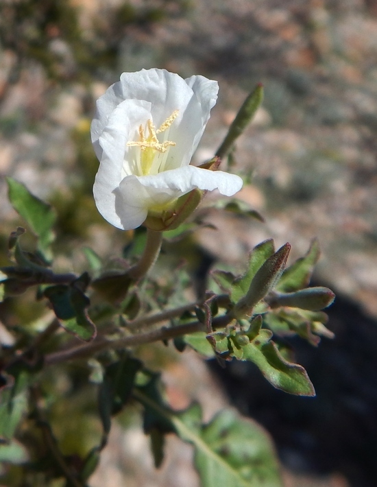 Imagem de Oenothera tetraptera Cav.