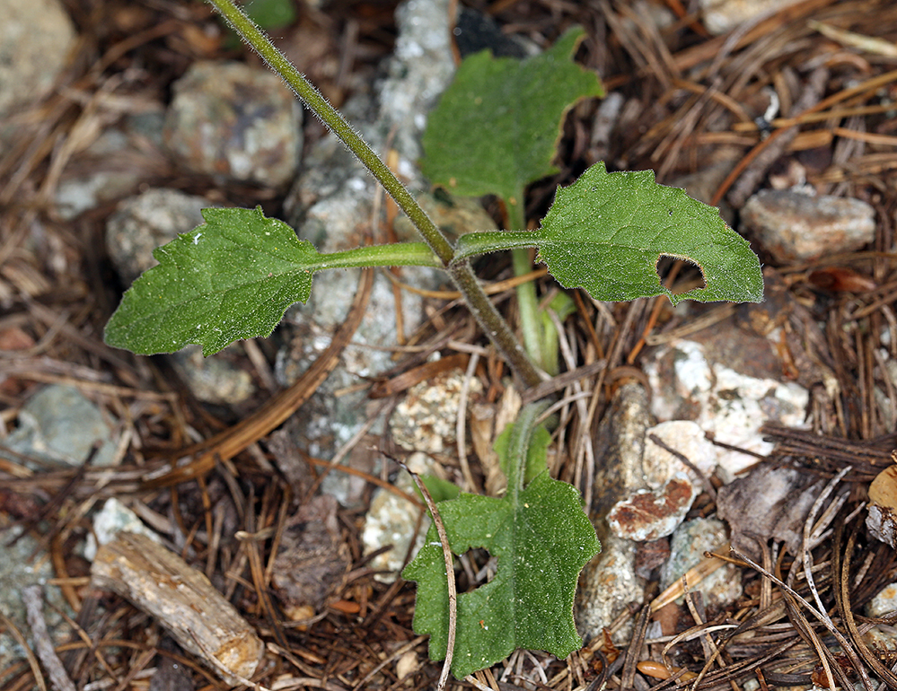 Image of rayless arnica