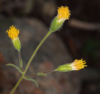 Image of rayless arnica