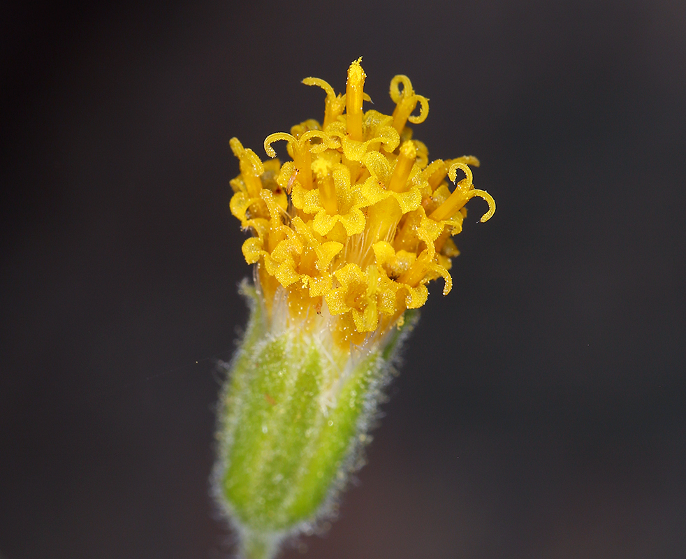 Image of rayless arnica