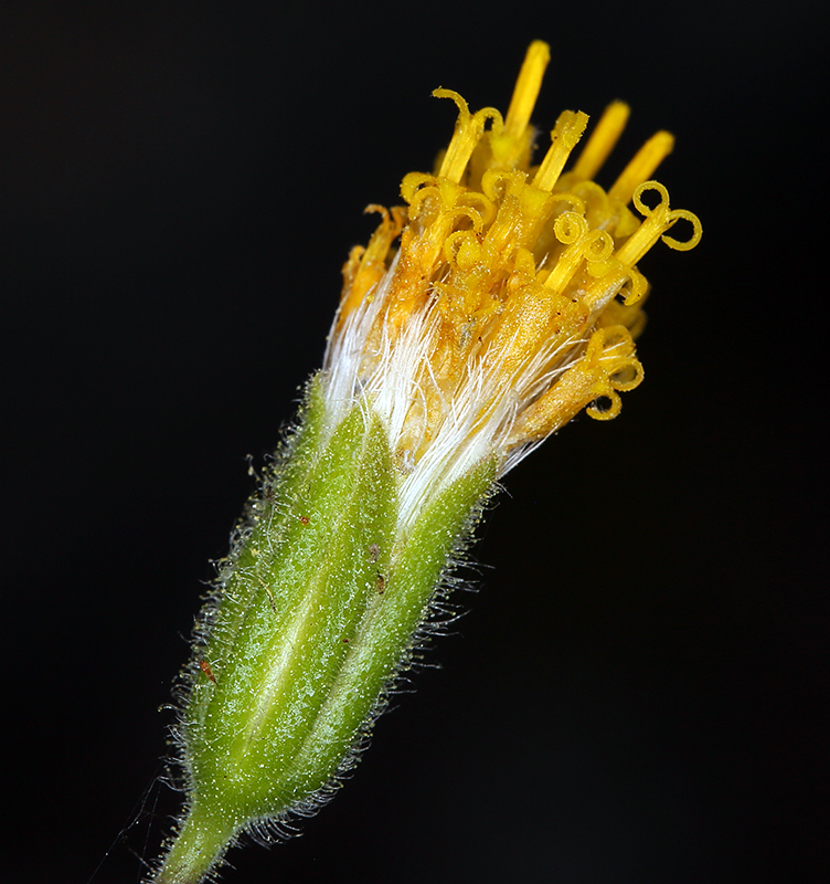 Image of rayless arnica