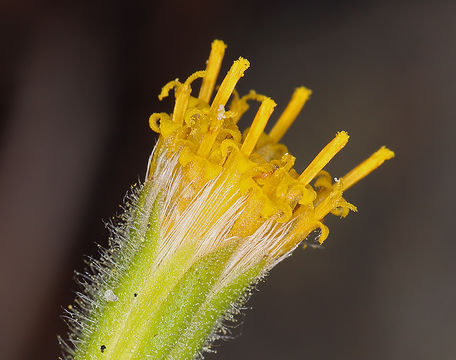 Image of rayless arnica