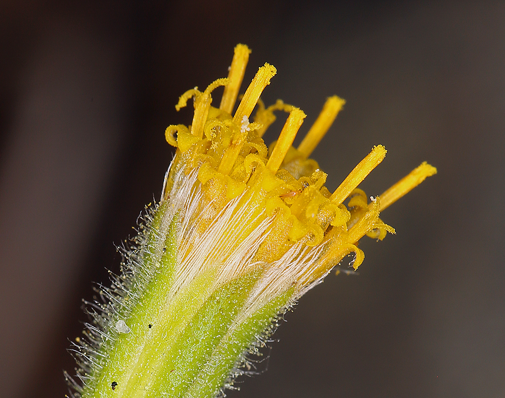 Image of rayless arnica