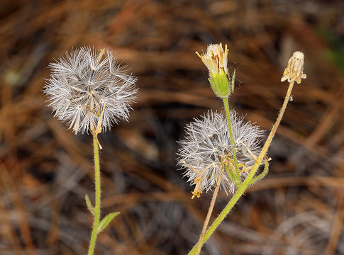 Image of rayless arnica