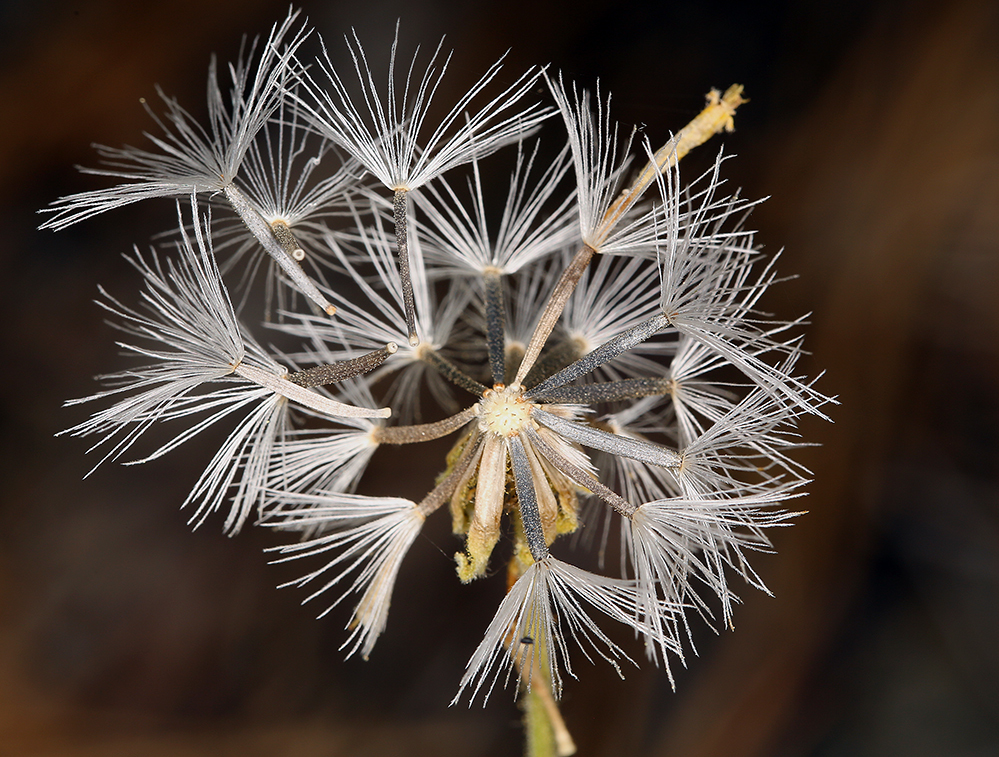 Image of rayless arnica