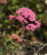 Image of rose meadowsweet