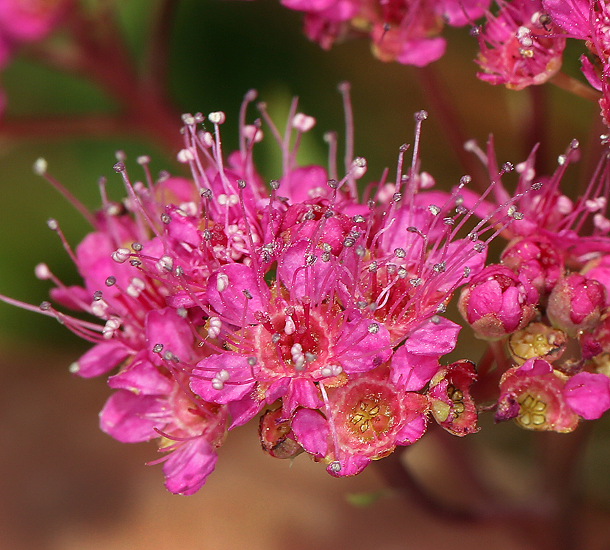 Image of rose meadowsweet