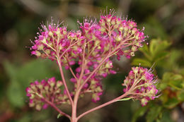 Image of rose meadowsweet