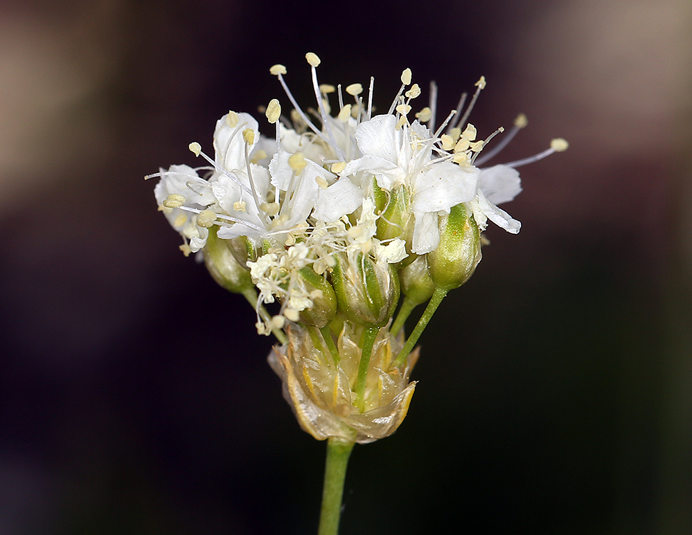 Image of suffrutescent sandwort