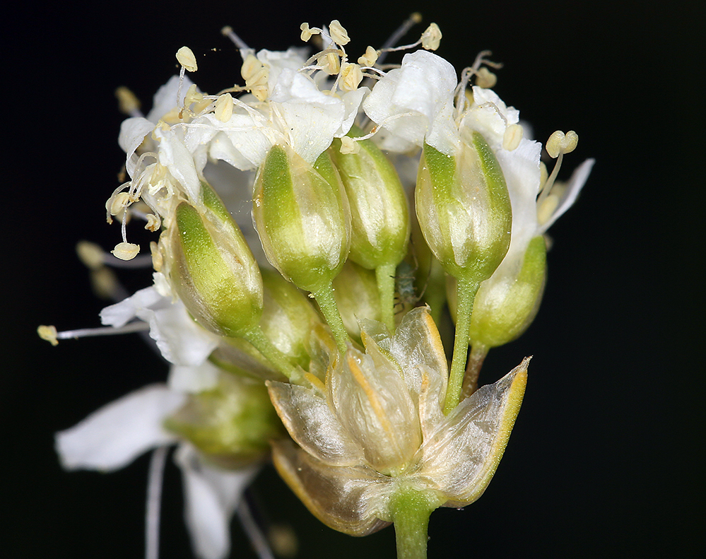 Image of suffrutescent sandwort