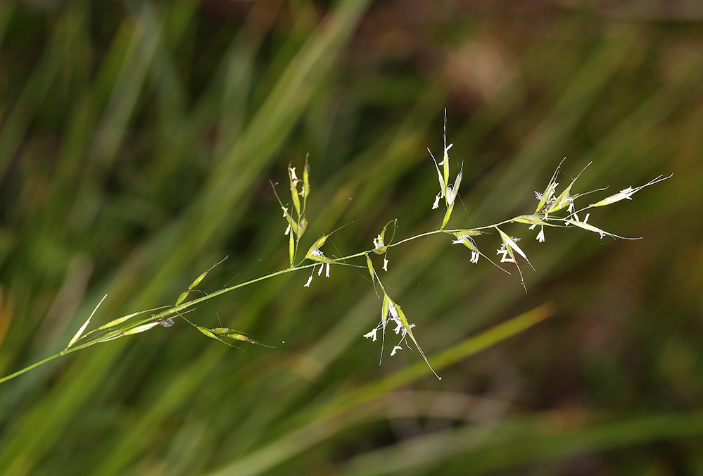 Image of California oatgrass