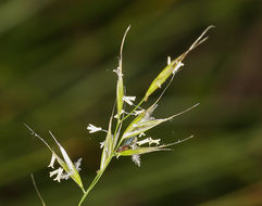 Image de Danthonia californica Bol.