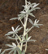 Image of velvet lupine