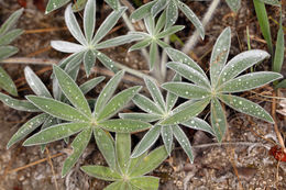 Lupinus leucophyllus Lindl. resmi