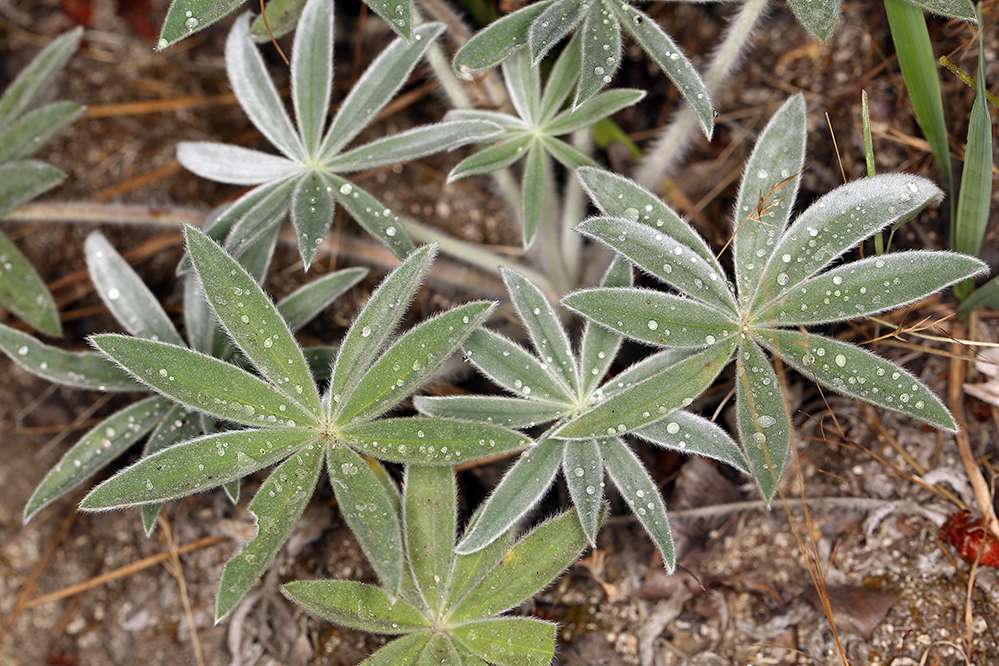 Image of velvet lupine