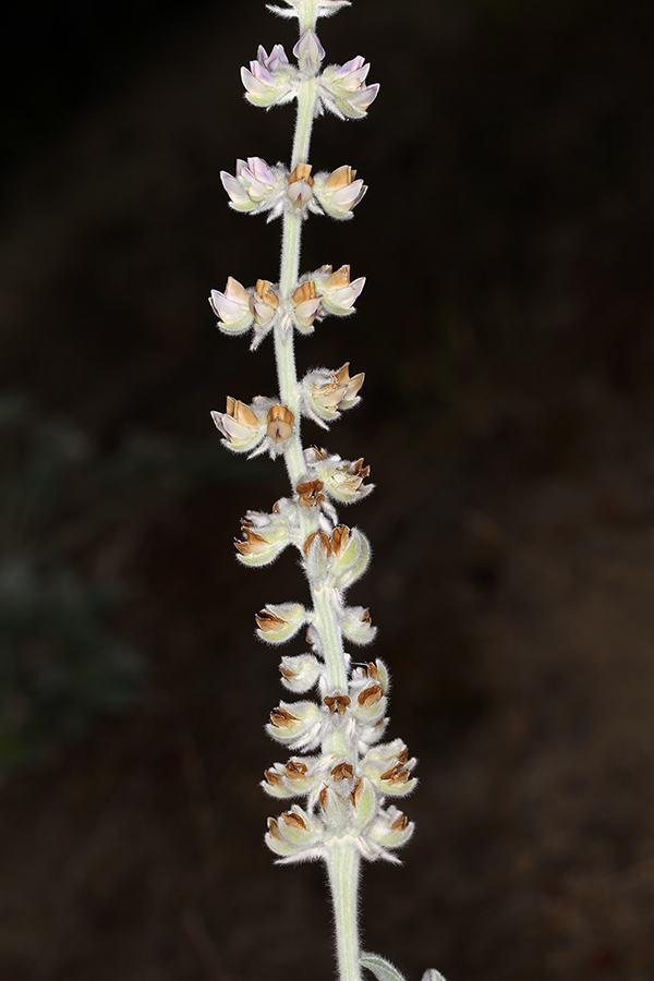 Image of velvet lupine