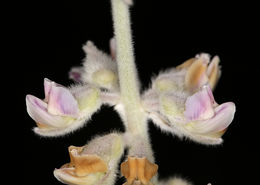 Image of velvet lupine
