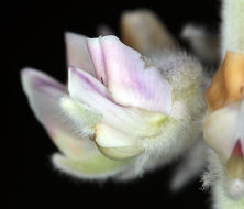 Image of velvet lupine