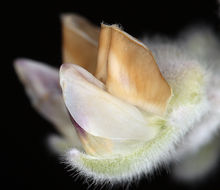 Lupinus leucophyllus Lindl. resmi