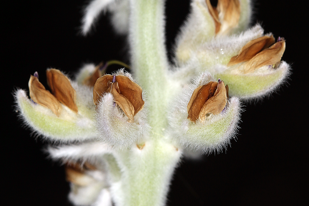 Image of velvet lupine