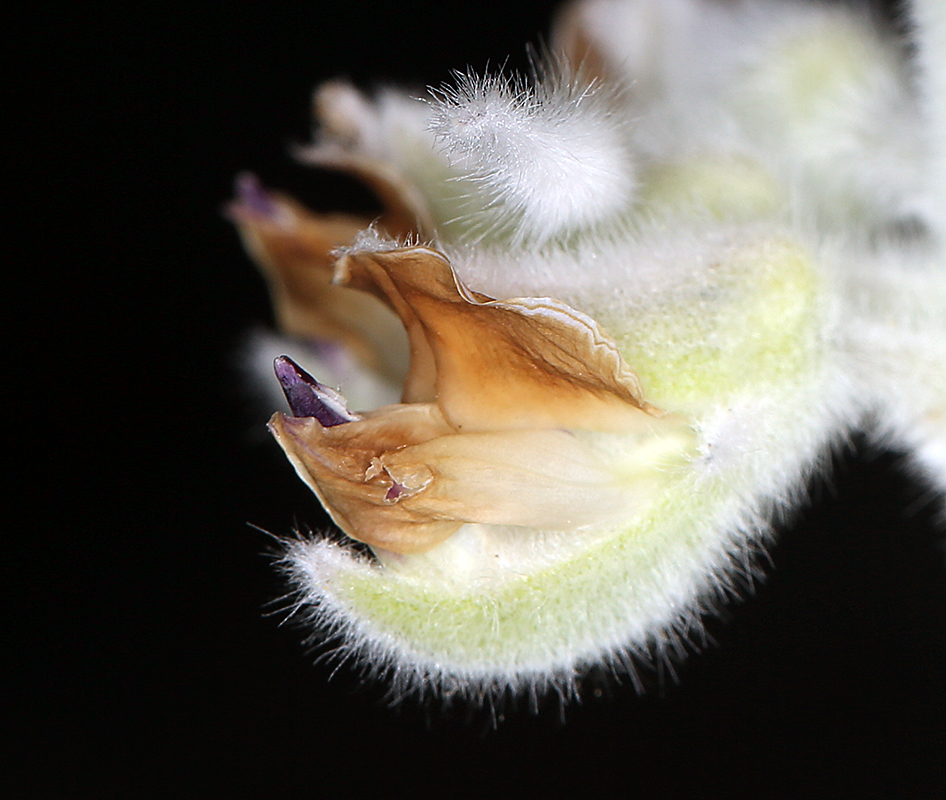 Lupinus leucophyllus Lindl. resmi