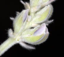 Image of velvet lupine