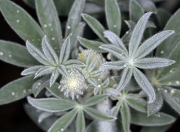 Image of velvet lupine