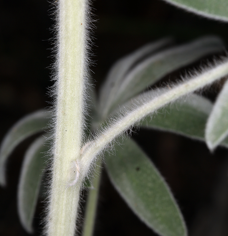 Lupinus leucophyllus Lindl. resmi